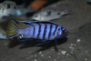 Цихлида Элонгатус псевдотрофеус Мпанга (pseudotropheus elongatus mpanga)