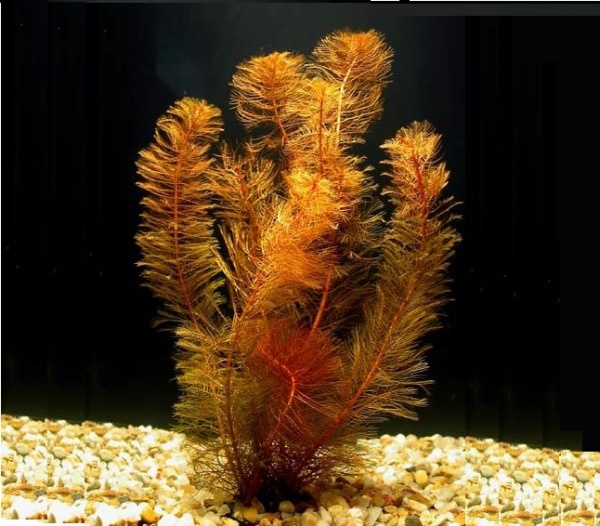 Перистолистник красный (Myriophyllum mattogrossense)
