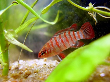 Бадис скарлет красный (Badis sp. Scarlet) мини рыбка 3 см