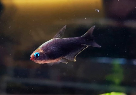 Тетра королевская черная (Nematobrycon Palmeri black)