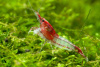 Креветка Рили Красная  (Neocaridina heteropoda sp. Rili)