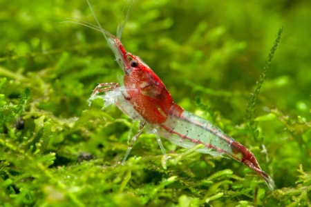 Креветка Рили Красная  (Neocaridina heteropoda sp. Rili)
