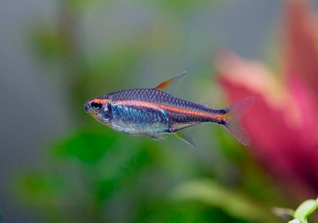 Тетра светлячок Эритрозонус (Hemigrammus Erythrosonus)