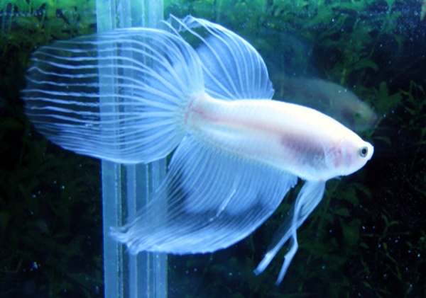 Петушок Вуалехвостый белый платиновый самец (Betta-splendens-platinum-Veiltail-white)