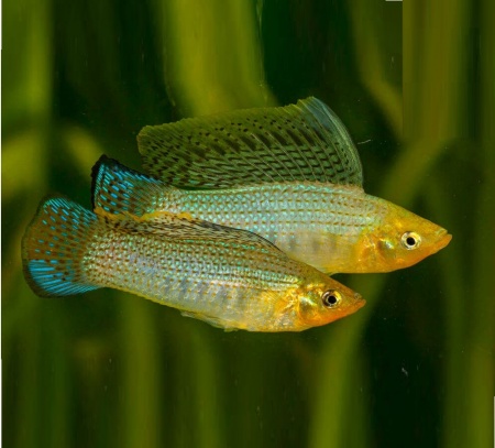 Моллинезия зеленая (Poecilia sphenops Green Sailfin Molly)