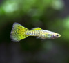 Гуппи желтая кобра (Yellow King Cobra Guppy) Poecilia reticulata