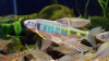 Закко обыкновенный (Zacco platypus) или Pale chub