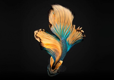 Петушок Халф Мун горчичный газ самец (Betta splendens Halfmoon Mustard Gas)