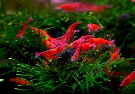 Креветка Красный огонь (Neocaridina heteropoda Fire Red)  ЯРКИЕ