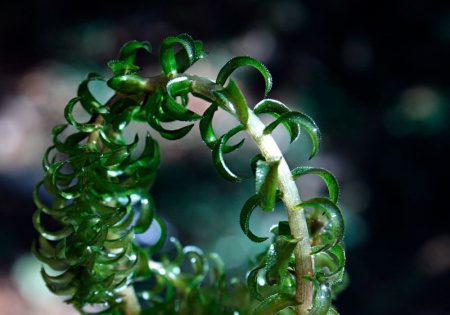 Лагаросифон курчавый (Lagarosiphon miscoides)