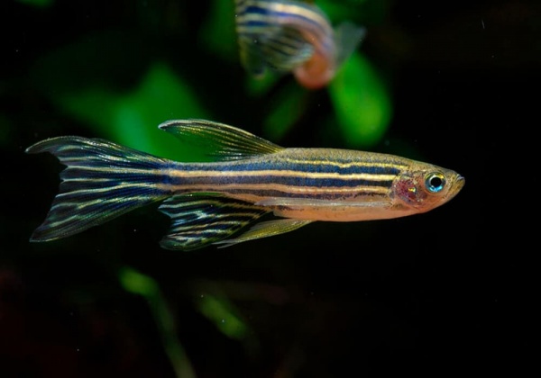 Данио рерио вуалевый (Danio rerio)
