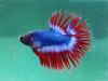Петушок Коронохвостый сине-бело-красный самец (Betta-crown-tricolor-tail)