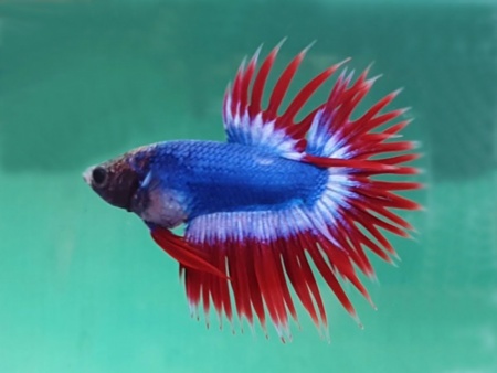 Петушок Коронохвостый сине-бело-красный самец (Betta-crown-tricolor-tail)