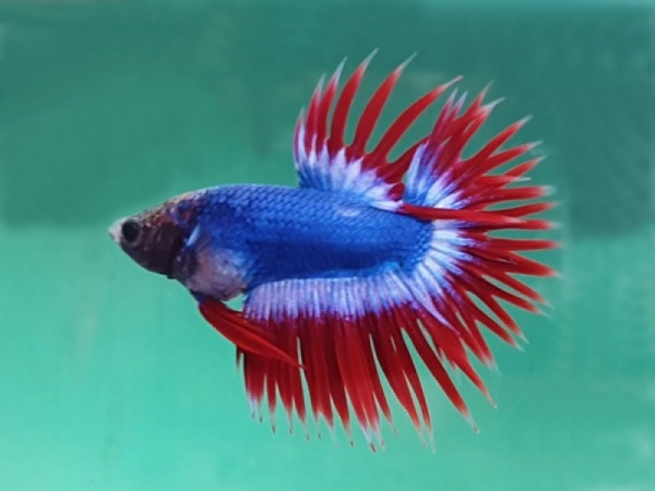 Петушок Коронохвостый сине-бело-красный самец (Betta-crown-tricolor-tail)