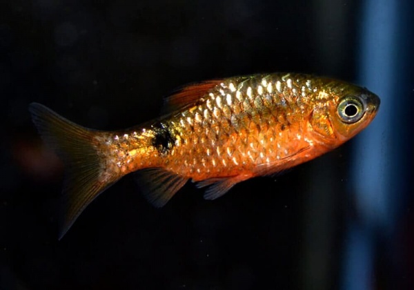 Барбус огненный (Barbus conchonius) 5-6см