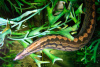 Мастацембел Арматус (Mastacembelus Armatus)  7-8 см