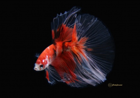 Петушок Халф Мун кои самец (Betta male Halfmoo koi Tail)