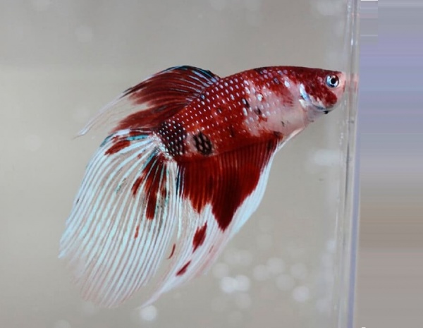 Петушок Вуалехвостый кои самец (Betta-male-Veiltail-coi-)
