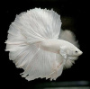 Петушок Халф Мун белый самец (Betta male Halfmoon white)