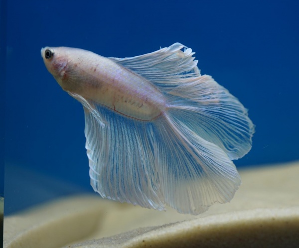 Петушок Супер Дельта двухвостый белый самец (betta-MALE super-delta double white tail-)