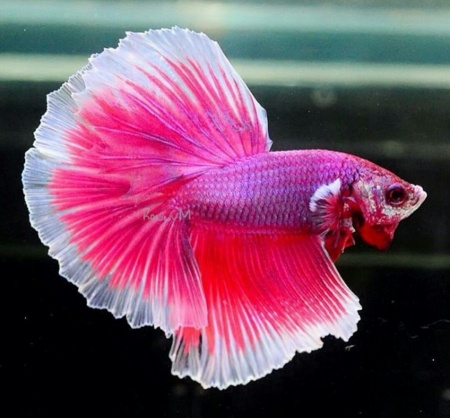 Петушок Халф Мун розовый самец( Betta male Halfmoon pink)