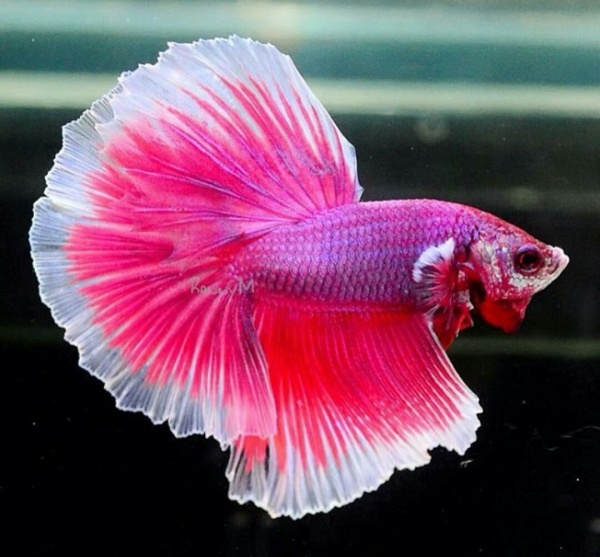 Петушок Халф Мун розовый самец( Betta male Halfmoon pink)