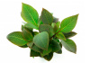 Гигрофила лимонник Компакт (Hygrophila corymbosa Compact)