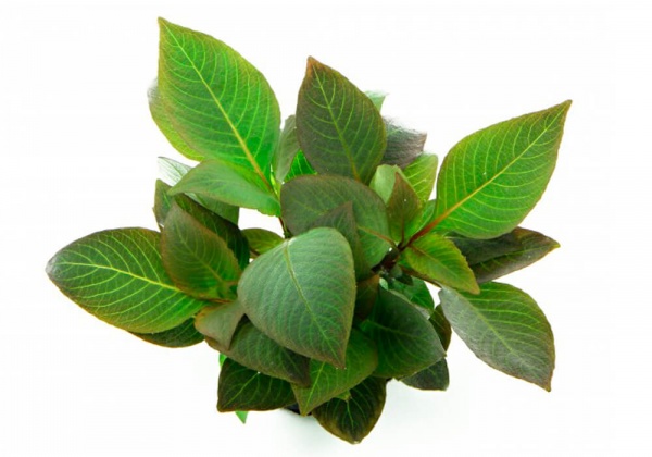 Гигрофила лимонник Компакт (Hygrophila corymbosa Compact)