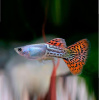 Гуппи красная кобра (Guppy Cobra red)