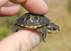 Черепаха Мускусная (Sternotherus odoratus)