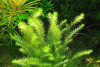 Маяка речная (mayaca fluviatilis)