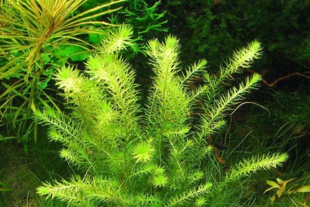 Маяка речная (mayaca fluviatilis)