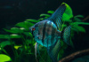 Скалярия Голубая Зебра  (pterophyllumblue zebra)