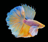 Петушок ХалфМун Дамбо желтый самец (Betta-splendens-Super-Delta-Dumbo-E)