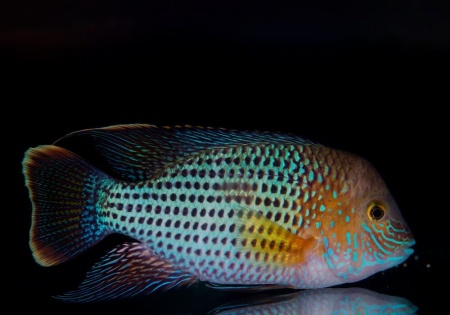 Акара бирюзовая (aequidens rivulatus)