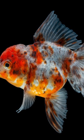Оранда ситцевая  (Goldfish Oranda calico)