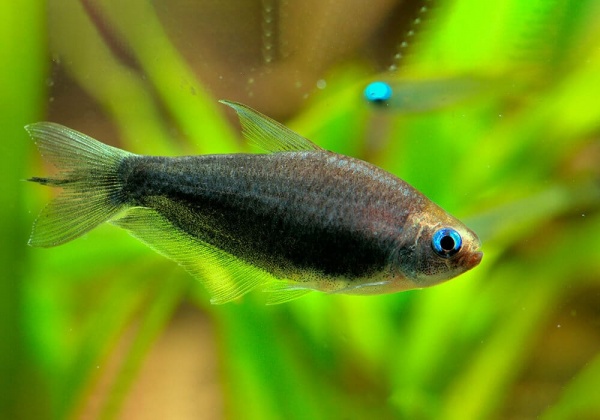 Тетра королевская черная (Nematobrycon Palmeri black)