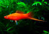 Меченосец Геллера красный (Xiphophorus helleri red)