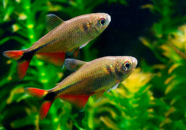Хемиграммус Тетра гоноптерус (Hemigrammus Caudovittatus)