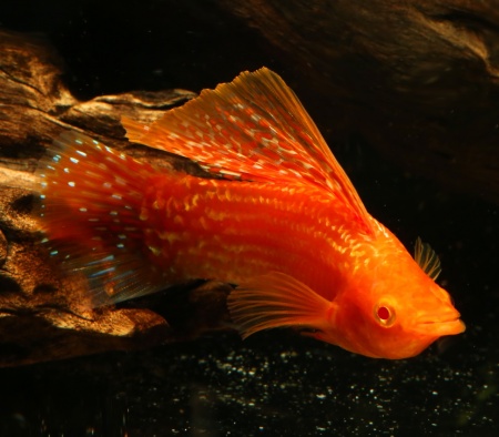 Моллинезия оранжево красная парусная  (Poecilia velifera Red Sunset Sailfin Molly)