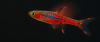 Микрорасбора Бригитты (Boraras brigittae)