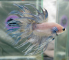 Петушок Коронохвостый Сильвер самец (betta-splendens-crown-tail-silver)