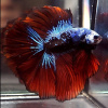 Петушок Халф Мун двухвостый красный дьявол самец( betta male red devil double tail)