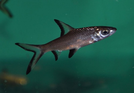 Акулий Балу (Balantiocheilus melanopterus)