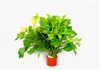 Альтернантера бетзикиана зеленая (Alternanthera bettzickiana Green)