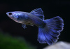 Гуппи синий московский (Guppy Moscow Blue)