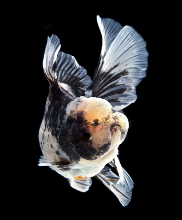 Оранда черно-белая (Goldfish Oranda black-white)