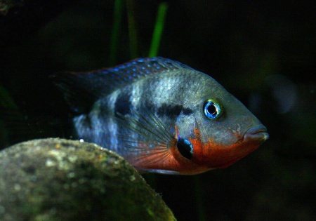 Цихлазома Меека (Thorichthys meeki)