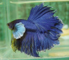 Петушок Халфмун Дамбо синий самец (betta-dumbo-blue-male)