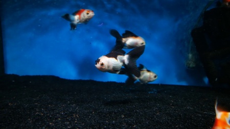 Оранда панда (Goldfish Oranda panda)